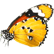 https://graciiesgreatescape.com/wp-content/uploads/2019/08/butterfly.png